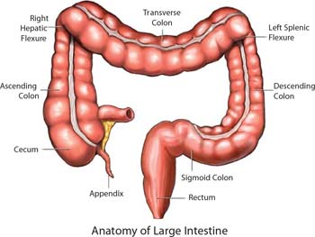 Colon Cleansing and Detox